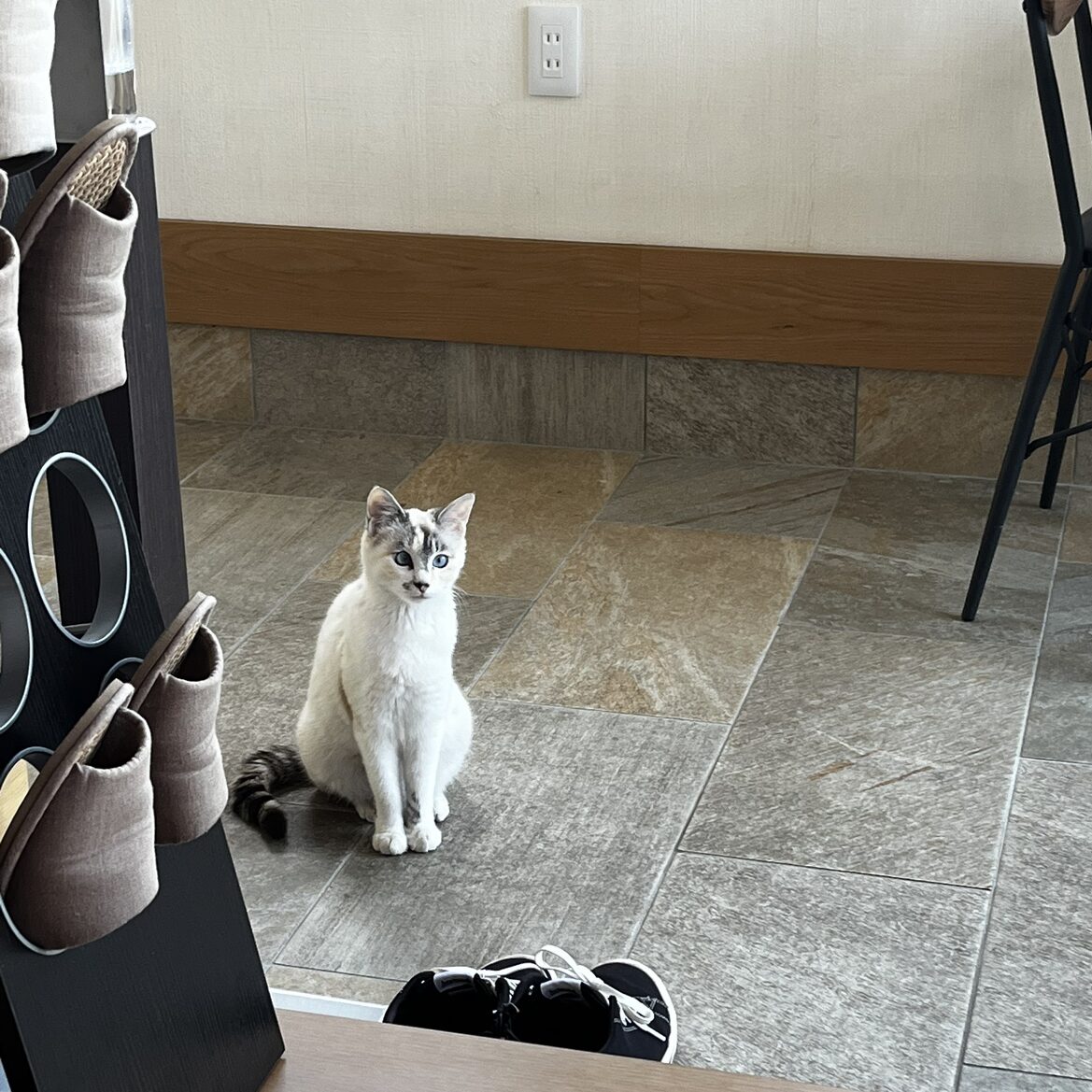 小さなお客様🐈